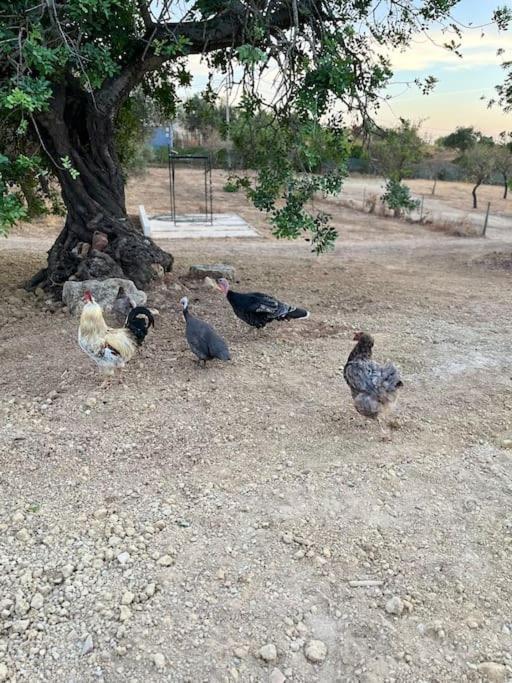 Quinta Da Alfarrobeira Peaceful Countryside Stay Faro Exterior photo